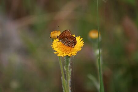  butterfly on yellow flowerの写真素材