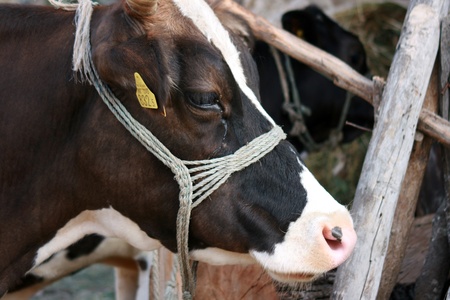 one cowの写真素材