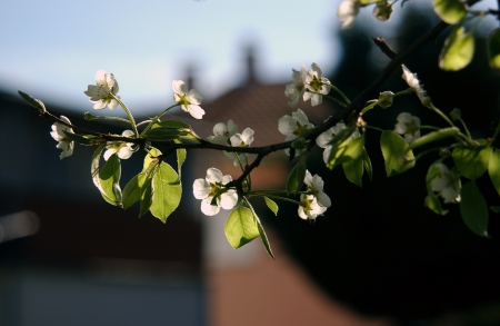                sunny pear blossom                の写真素材