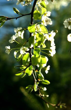             pear blossom                   の写真素材