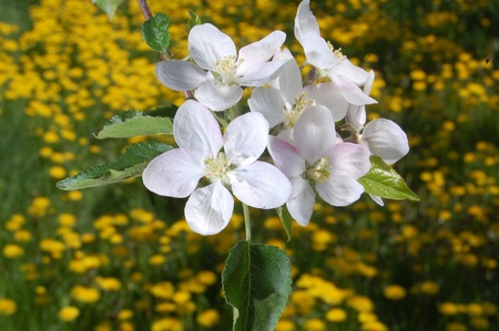 blossom apple treeの写真素材