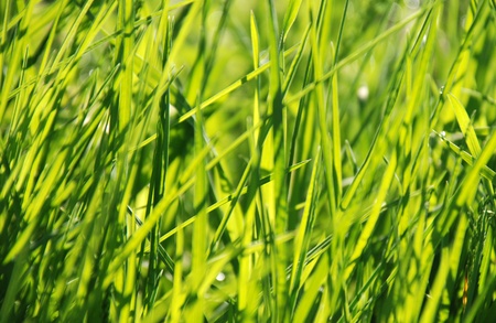 Drops on grass の写真素材