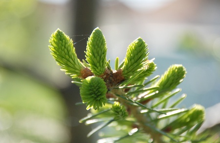pine branchの写真素材