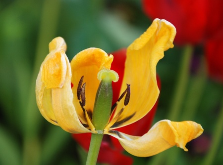 colorful tulips