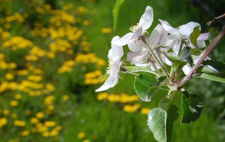 spring blossoms  apple treeの写真素材