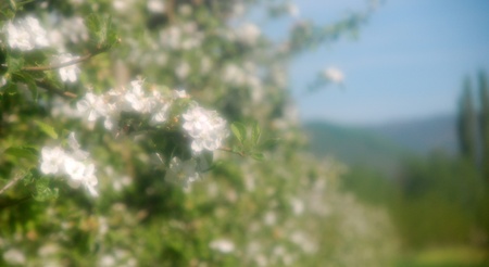 spring blossoms  apple tree の写真素材