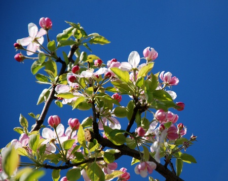 spring blossoms  apple tree の写真素材