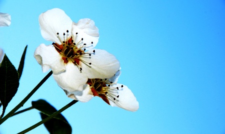 pear blossomの写真素材