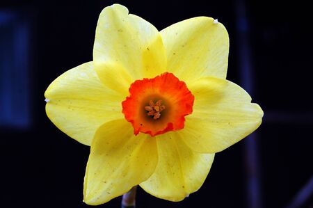Yellow daffodilの写真素材
