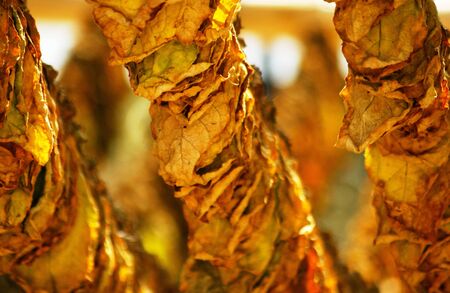               sun dried tobacco leaves                 の写真素材