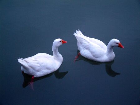 geese in a waterの写真素材