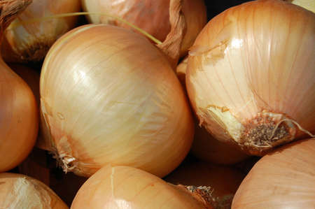 onions in marketの写真素材