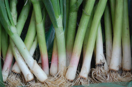 green garlicの写真素材