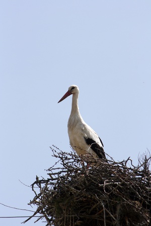 White Stork in nestの写真素材