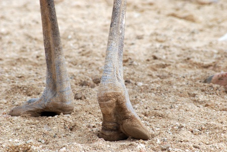 legs of ostrichの写真素材