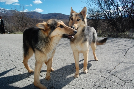 two street dogsの写真素材