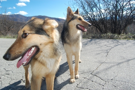 two street dogsの写真素材
