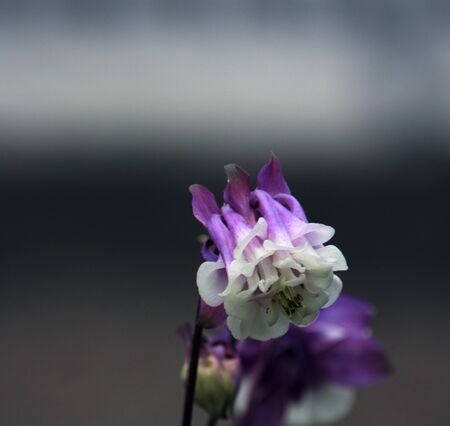 flower in gardenの写真素材