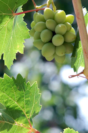 grapeの写真素材