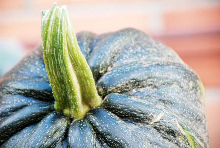 pumpkinの写真素材