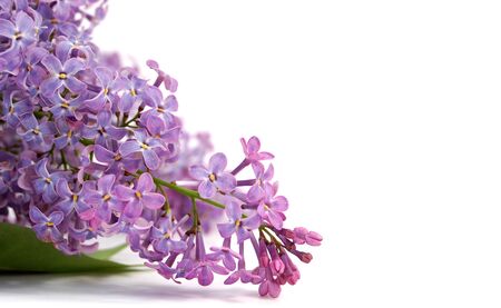 Lilac flower,red,の写真素材