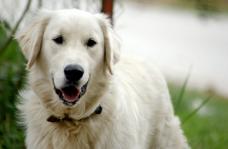         dog                       の写真素材