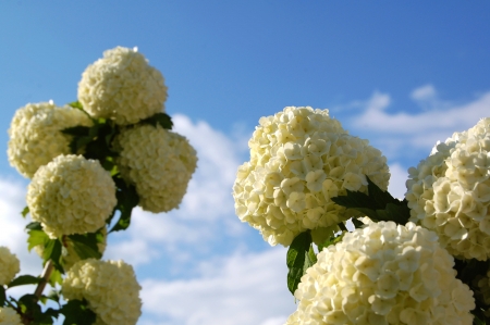 white ball flowerの写真素材