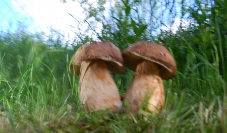 Boletus Edulis mushroomsの写真素材