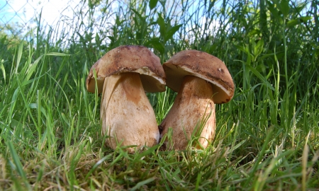 Boletus Edulis mushroomsの写真素材