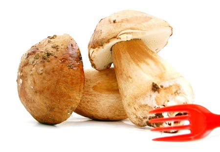 fresh boletus mushroomの写真素材