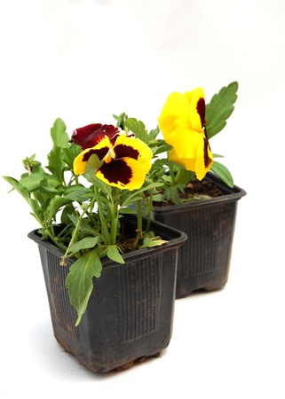 flowers in a potの写真素材