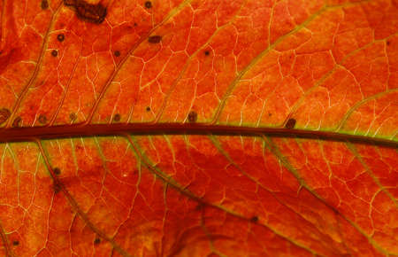 red leaf  texture