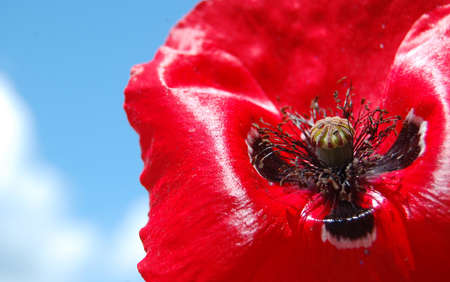 poppy crossの写真素材
