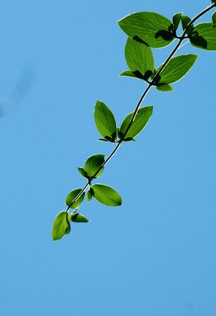           leaves against blue sky                     の写真素材
