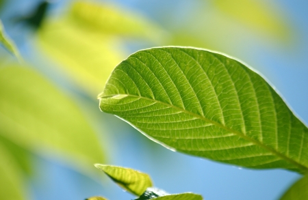             walnut leaf                   の写真素材