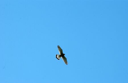  bird flying    の写真素材