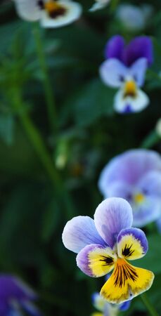  flowerの写真素材