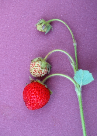 strawberries の写真素材