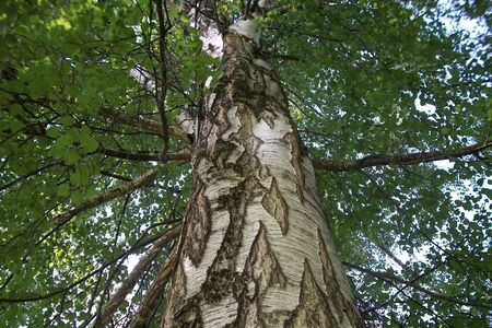birch trees の写真素材
