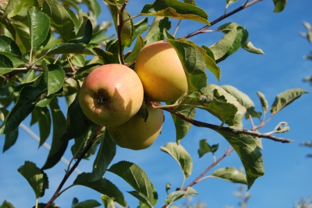 Trees with red apples in an orchardの写真素材