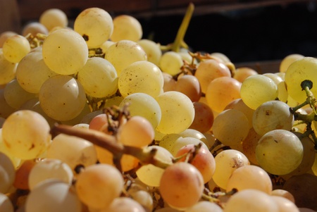  bunch of grapes の写真素材