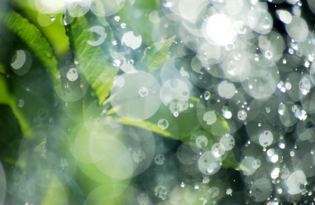 water dropsの写真素材