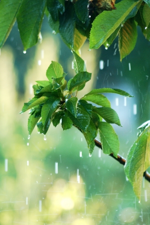          rain in orchard                      の写真素材