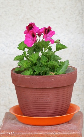Spring Flowers In Potの写真素材