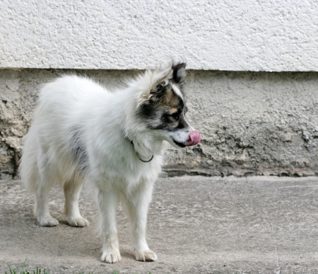 cute white dogの写真素材