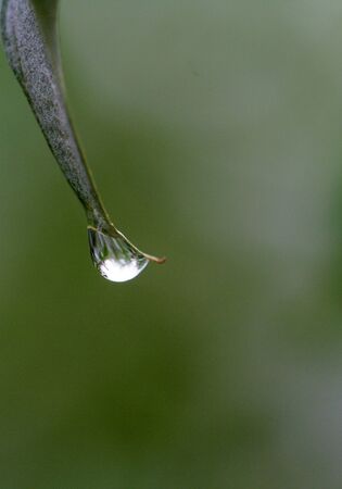 Water drop from rainの写真素材