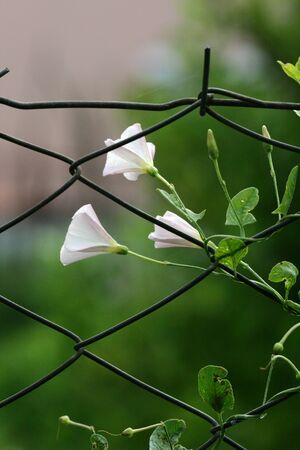 flower white and barbed wireの写真素材