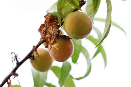Peaches on  a treeの写真素材
