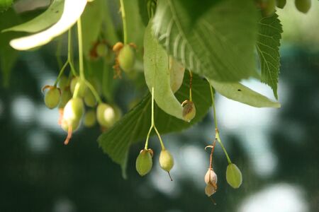 linden tree in bloom