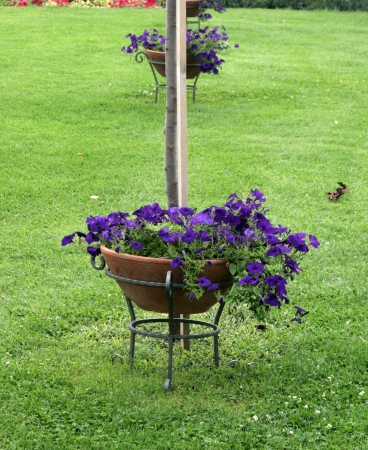 flower pot in garden in ohrid,macedoniaの写真素材